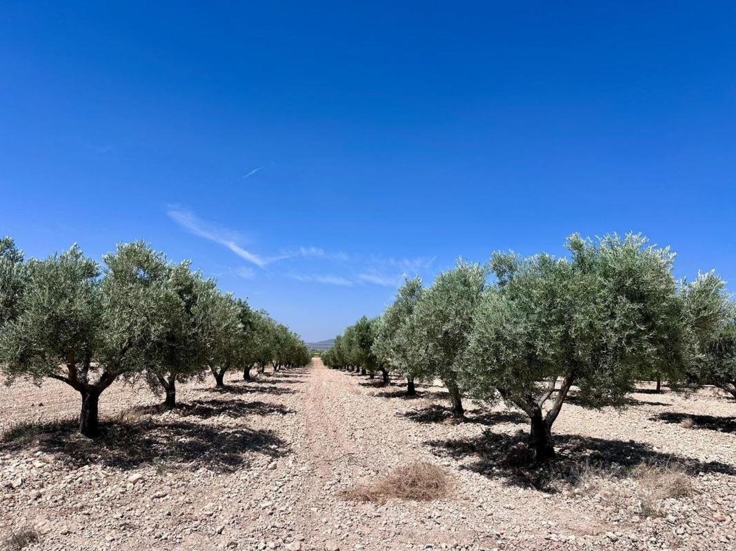 property-548496-1-medium Terreno en Monovar