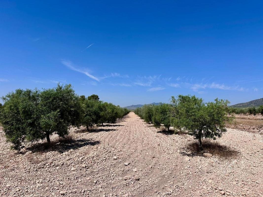 property-548496-3-medium Terreno en Monovar